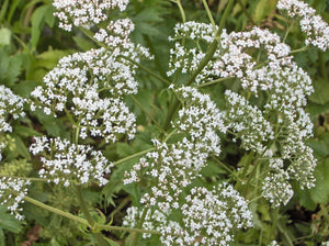 Common Valerian (Valeriana officinalis)