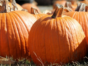 Connecticut Field Pumpkin (pre 1700) - (C.Pepo)