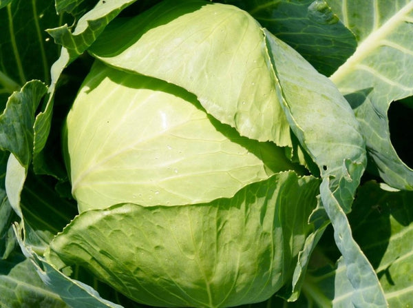 Heirloom Cabbage Seeds - (Brassica oleracea var. capitata)