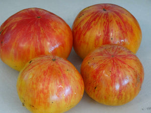 Copia Tomato