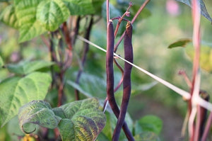 Cosse Violette Bean