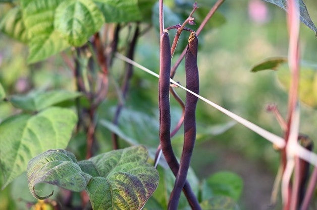 Cosse Violette Bean