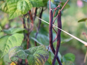 Cosse Violette Bean