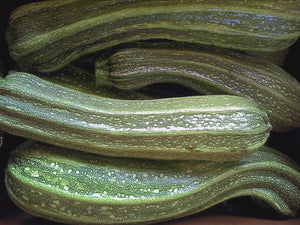 Costata Romanesco Zucchini (C.Pepo)