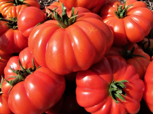 Costoluto Genovese Tomato