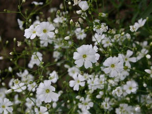 Covent Garden - Baby's Breath (1915) (Gypsophila sp.)