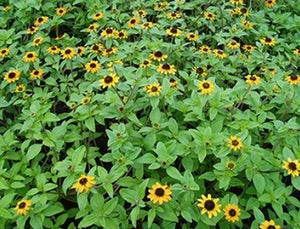 Creeping Zinnia (Sanvitalia procumbens)