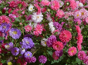 Crego Giants Mix Aster (1911)