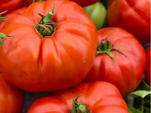 Crimson Cushion Tomato (1892)
