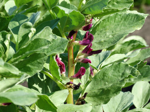 Crimson Flowered Broad Bean (1778)
