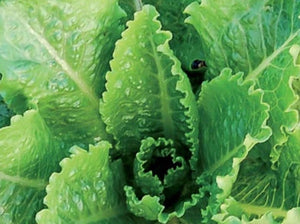 Crisp Mint Lettuce