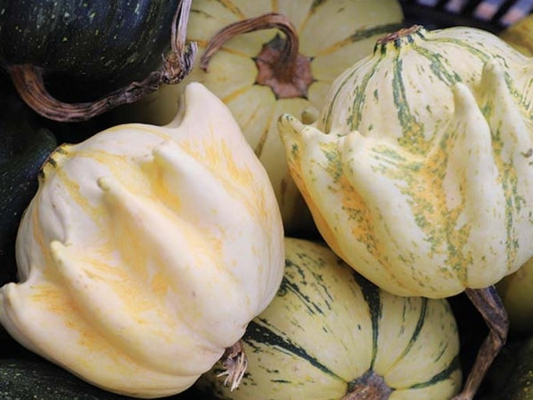 Heirloom Gourd Seeds - (Cucurbita pepo)