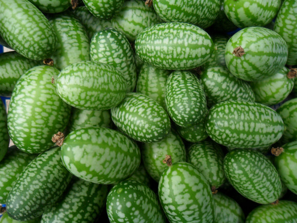 Heirloom Cucamelon Seeds - (Melothria scabra)
