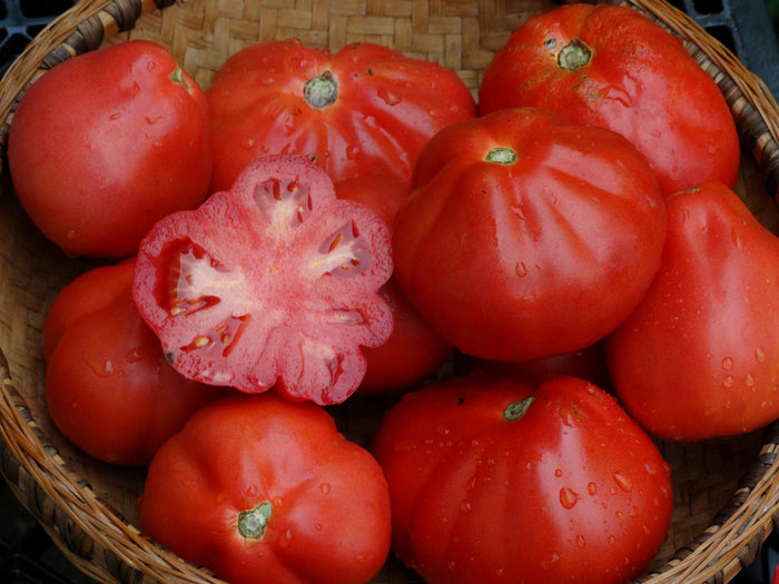 Cuor di Bue Albenga Tomato