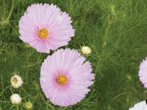 Cupcakes Blush Cosmos