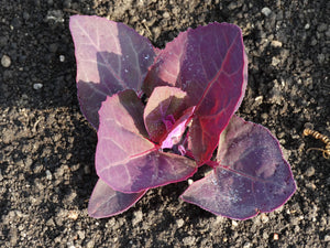 Red Orach