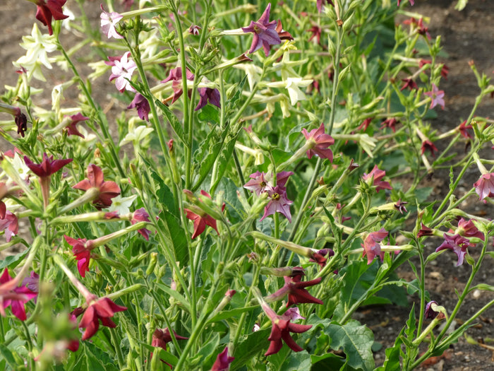 Old Fashioned Mix Nicotiana  - (Nicotiana alata)