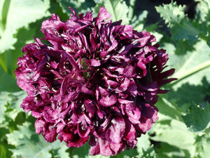 Black Poppy