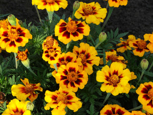 Danilov Monastery Marigold