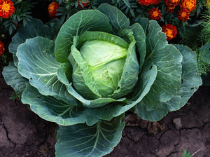 Danish Ballhead Heirloom Cabbage (1887)