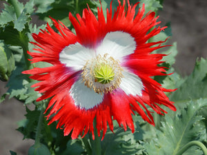 Danish Flag Poppy