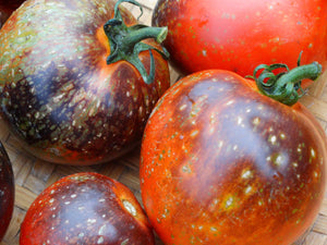 Dark Galaxy Tomato