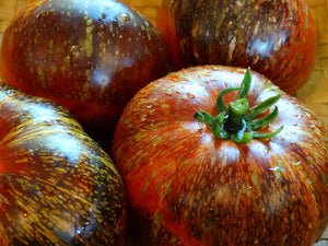 Dark Galaxy Tomato