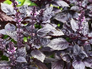 Dark Opal Basil (1885) (Ocimum basilicum)