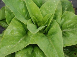 Deer Tongue Lettuce (1740s)