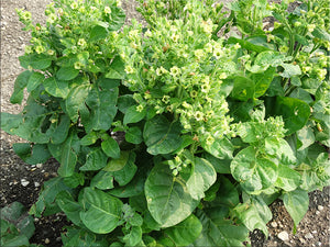 Delaware Sacred Tobacco Nicotiana (Nicotiana rustica)