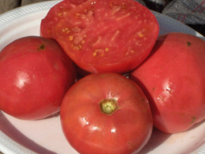Depp’s Pink Firefly Tomato (1890)