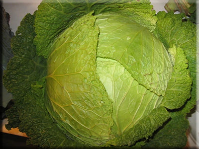 Des Vertus Savoy Cabbage
