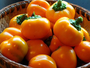 Doe Hill Pepper (pre 1900)