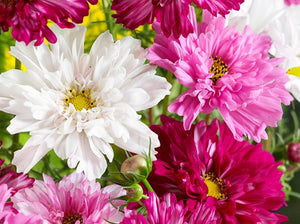 Double Click Mix Cosmos