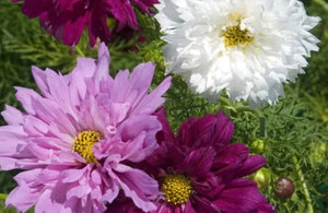 Double Click Mix Cosmos