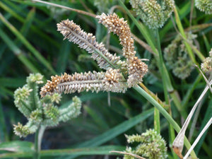 Dragon's Claw Millet