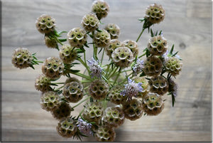 Drumstick Flower (Scabiosa stellata)