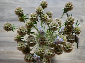 Drumstick Flower (Scabiosa stellata)