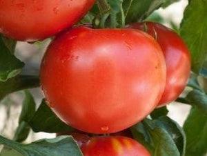 Druzba Tomato