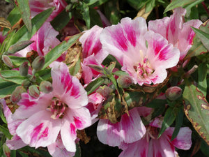 Dwarf Godetia (Clarkia amoena)