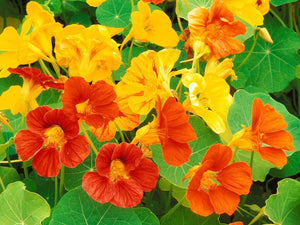 Dwarf Jewel Mix Nasturtium