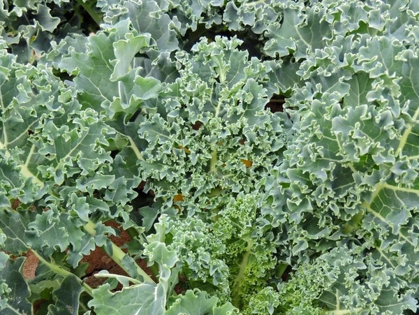 Heirloom Kale Seeds - (Brassica oleracea - Acephala Group)