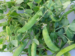 Dwarf Gray Sugar Pea