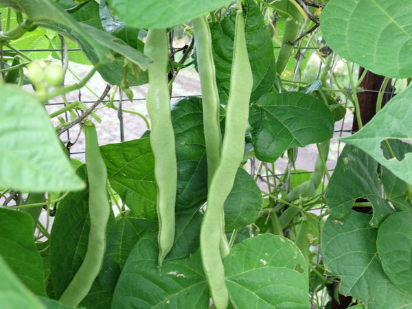 Heirloom Bean Seeds - Green/Purple Pod  Pole (Snap)