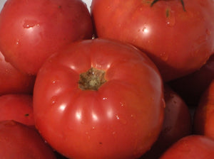 Earliana Tomato (1900)