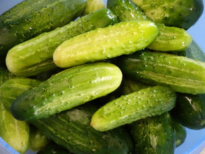 Early Green Cluster Cucumber (1700s)