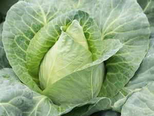 Early Jersey Wakefield Cabbage (1840s)