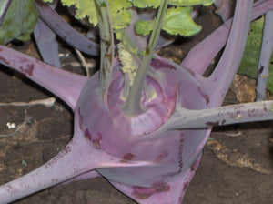 Early Purple Vienna Kohlrabi (1840s)