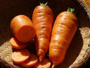 Early Scarlet Horn Carrot (1600's)