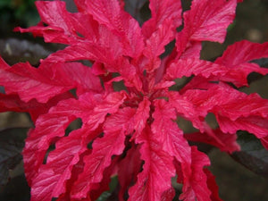 Early Splendor Amaranth (Amaranthus gangeticus)